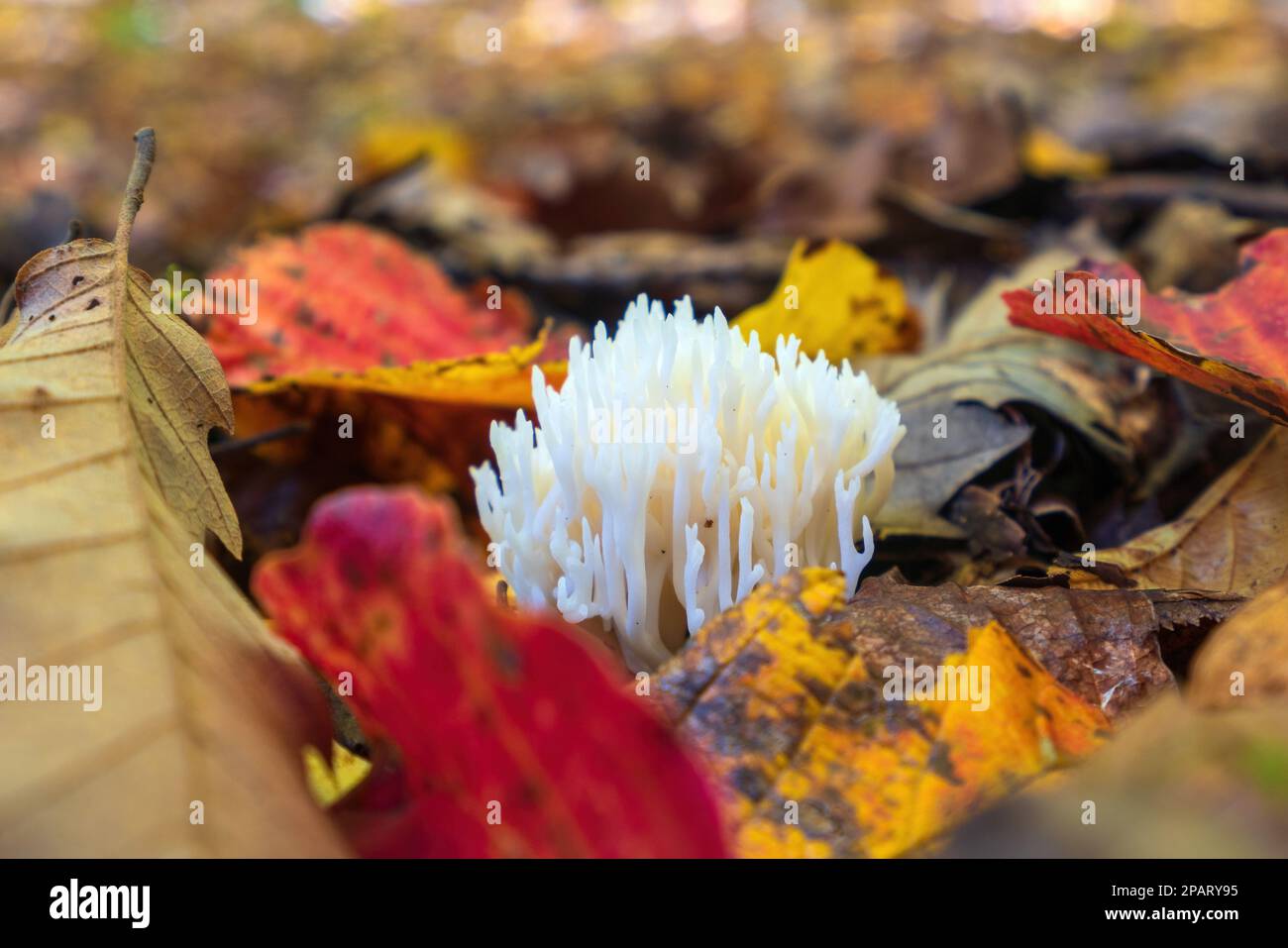 White Coral Fungus Ramariopsis kunzei in the autumn forest Stock Photo