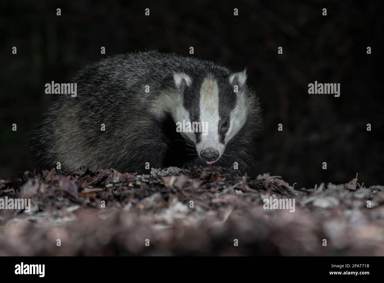 Close up of the head and face of a badger as it is foraging in the leaves. Taken at night with flash, there is copy space around the animal Stock Photo
