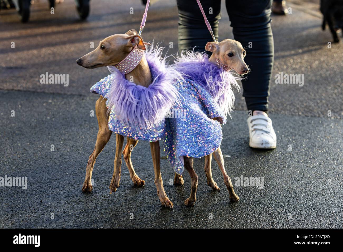 Birmingham, UK. 12 March 2023. Italian Greyhounds arrive dressed to