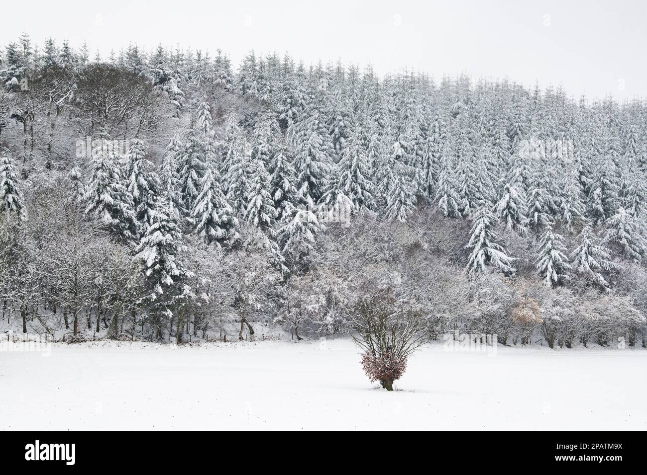Hillside woodland in the snow. Herefordshire, England Stock Photo