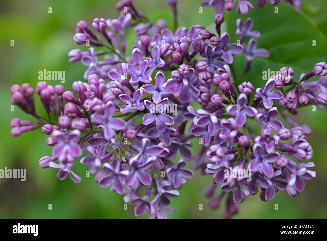 Close-up image of purple flowers of the lilac tree shrub, Syringa vulgaris, blooming in early summer on a natural green leaf background Stock Photo