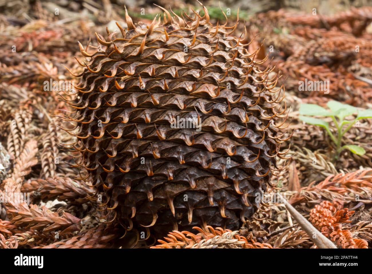 Female Hoop Pine (Araucaria cunninghamii) cone that has matured and fallen from the tree. Yarraman Queensland Australia Stock Photo