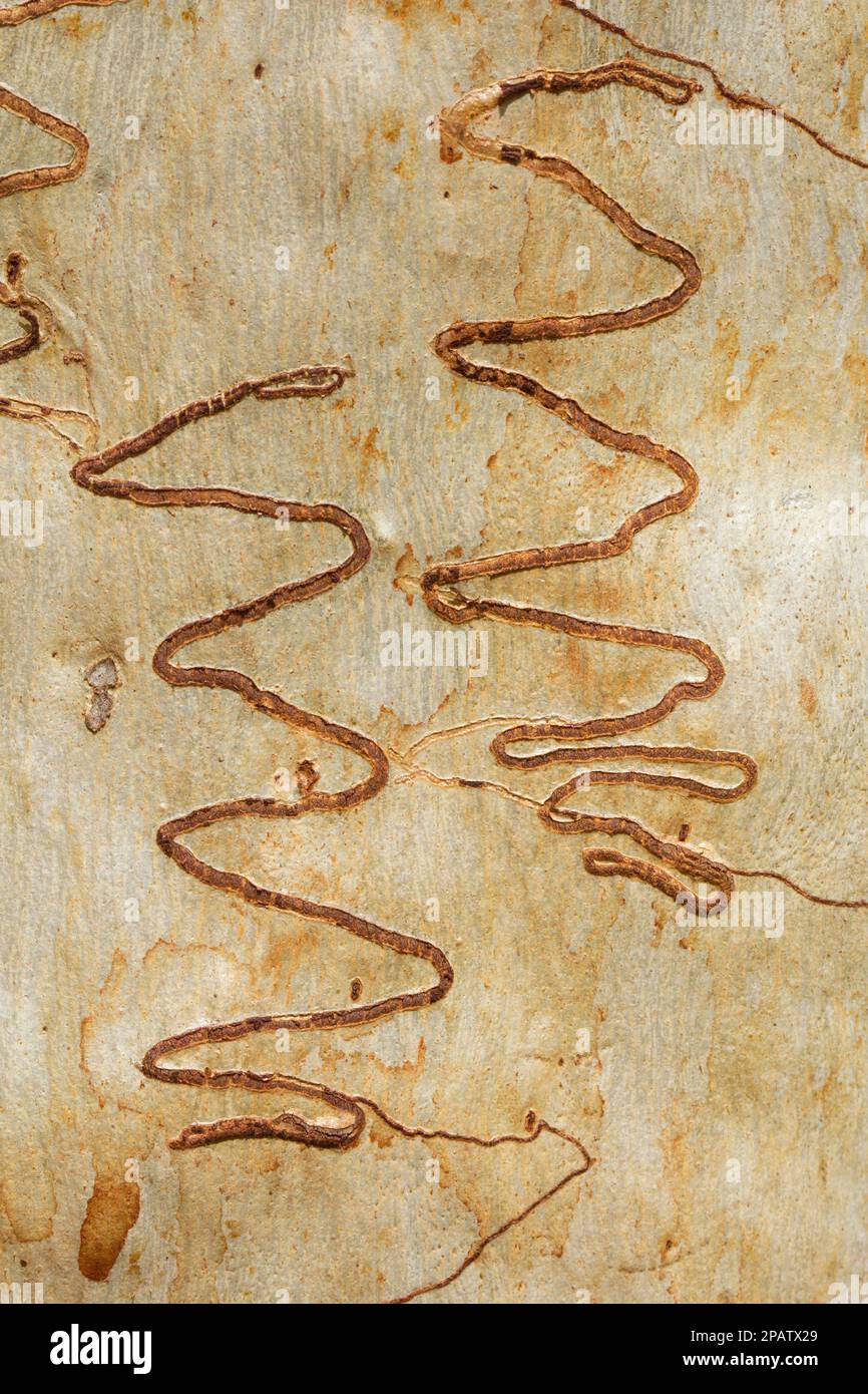 Scribbly Gum Moth marks on bark of Eucalyptus signata.Ogmograptis sp Cordalba State Forest Bundaberg Queensland Australia Stock Photo