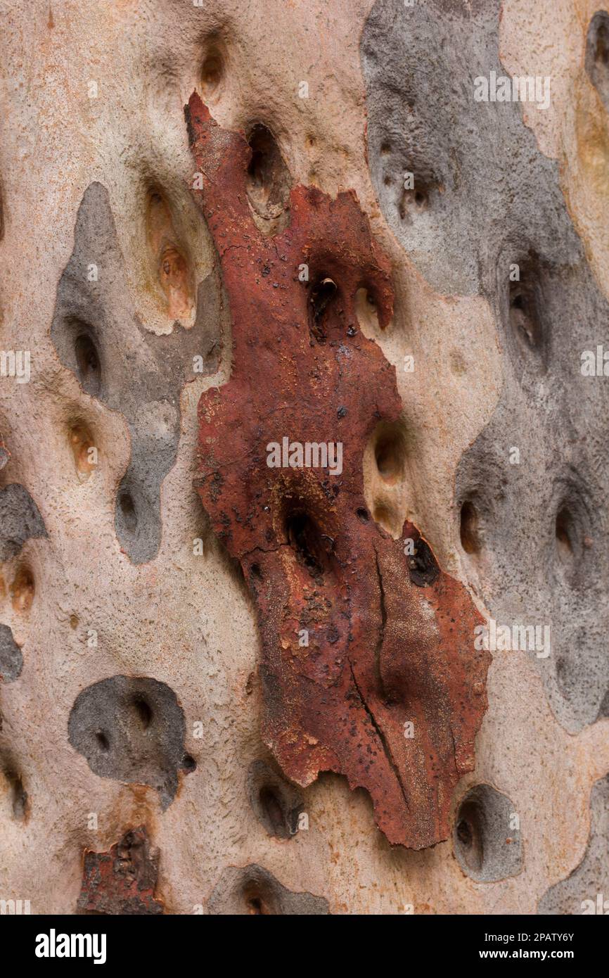 Bark of a Spotted Gum (Corymbia maculata) showing the spotting caused by the irregular release of the bark during shedding.  Bundaberg, Australia.vert Stock Photo