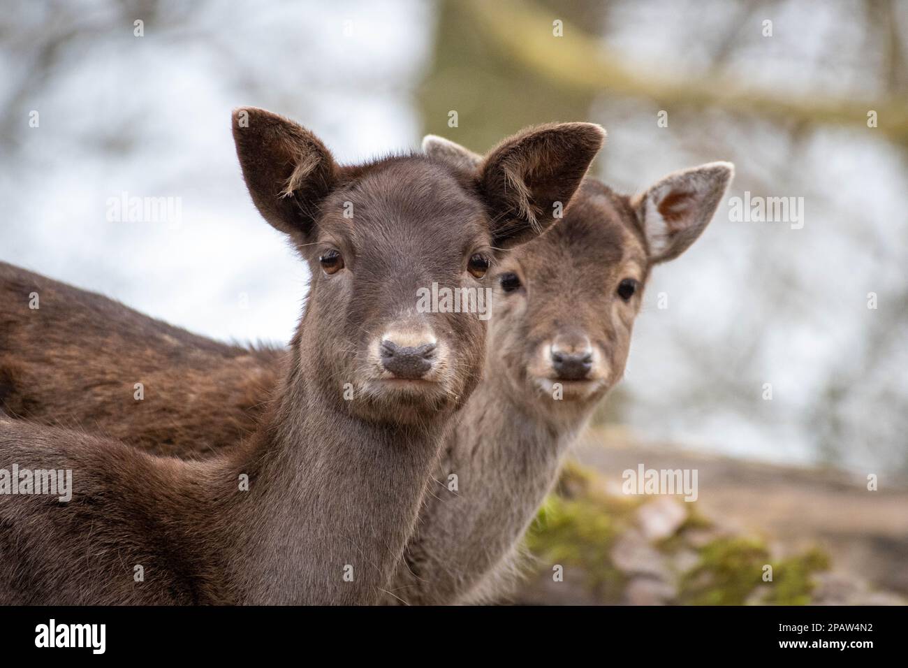 2 deers watching out for something interesting Stock Photo