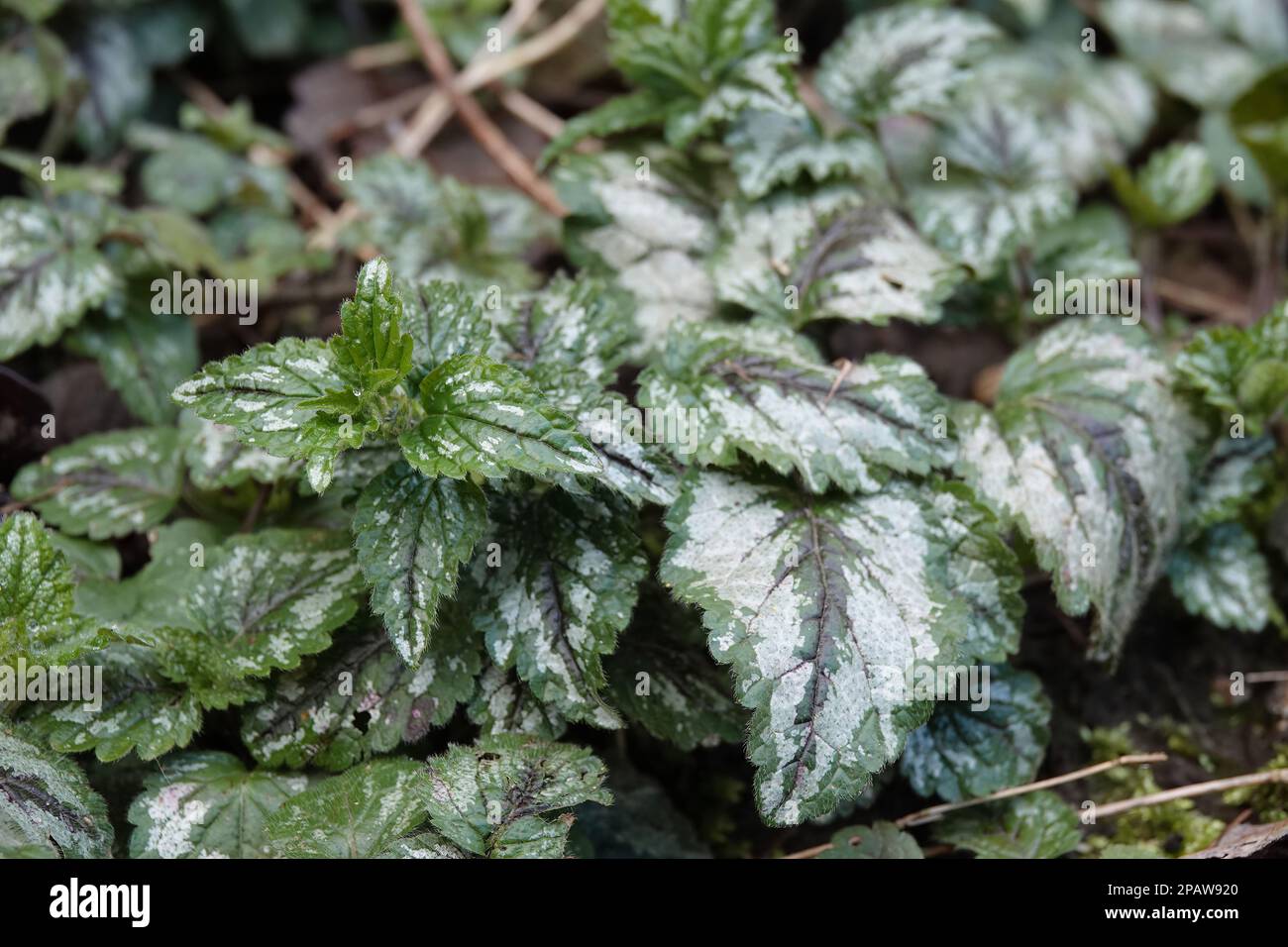 Natural closeup on the silver painted afs of the early spring blossoming Variegated Yellow Archangel, Lamium galeobdolon, Lamium galeobdolon Stock Photo