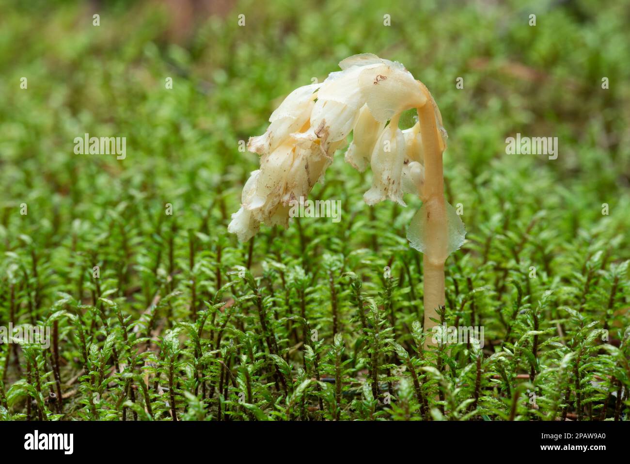 Parasitic plant without chlorophyll Pinesap (False beechdrops