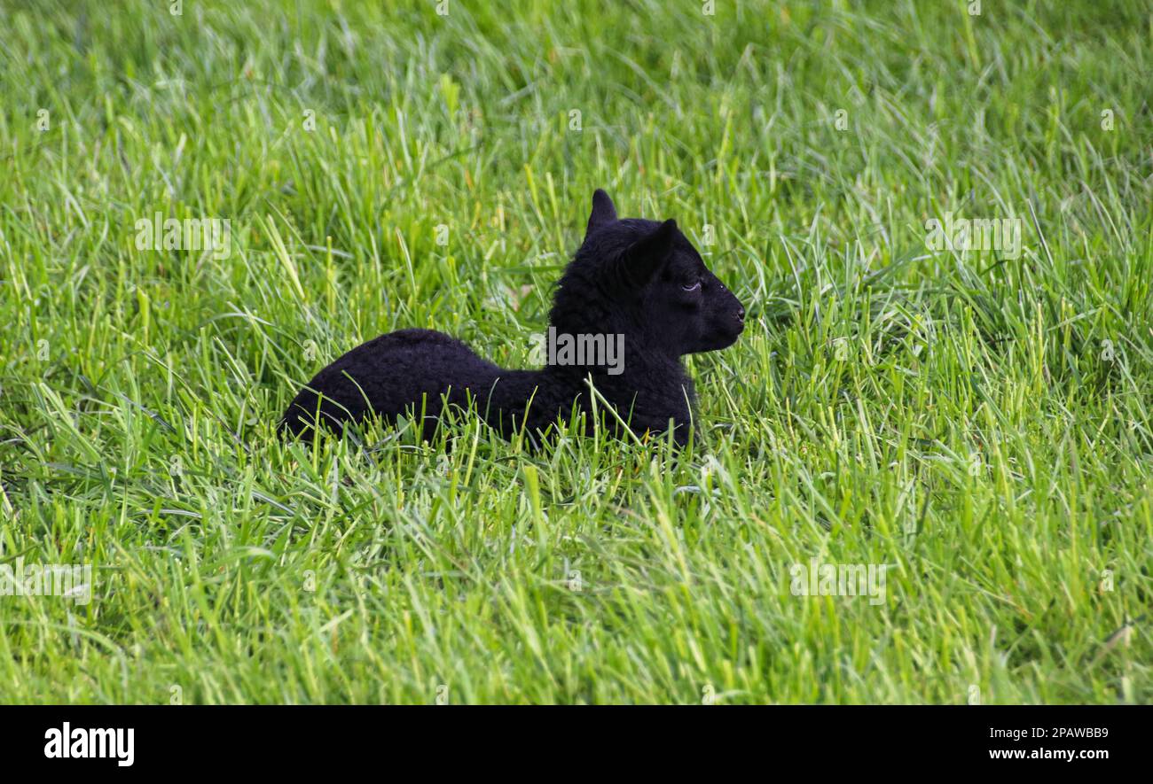 little lamb stretches in the morning Stock Photo