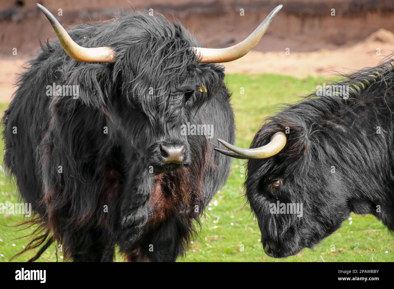 two Black Galloway Cattle playing together in scotland Stock Photo