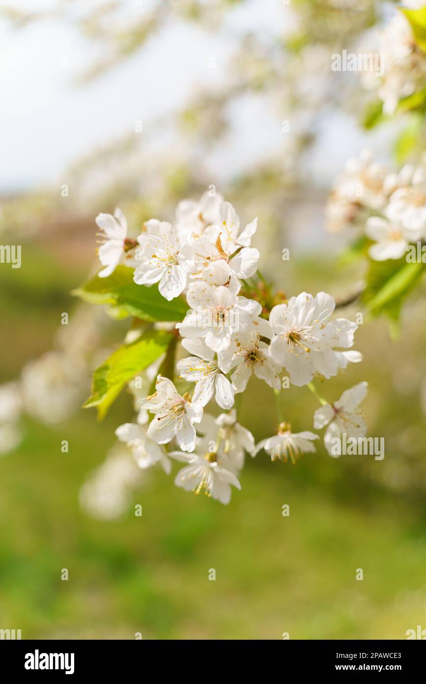 beautiful Flowers of the cherry blossoms on a spring day Stock Photo