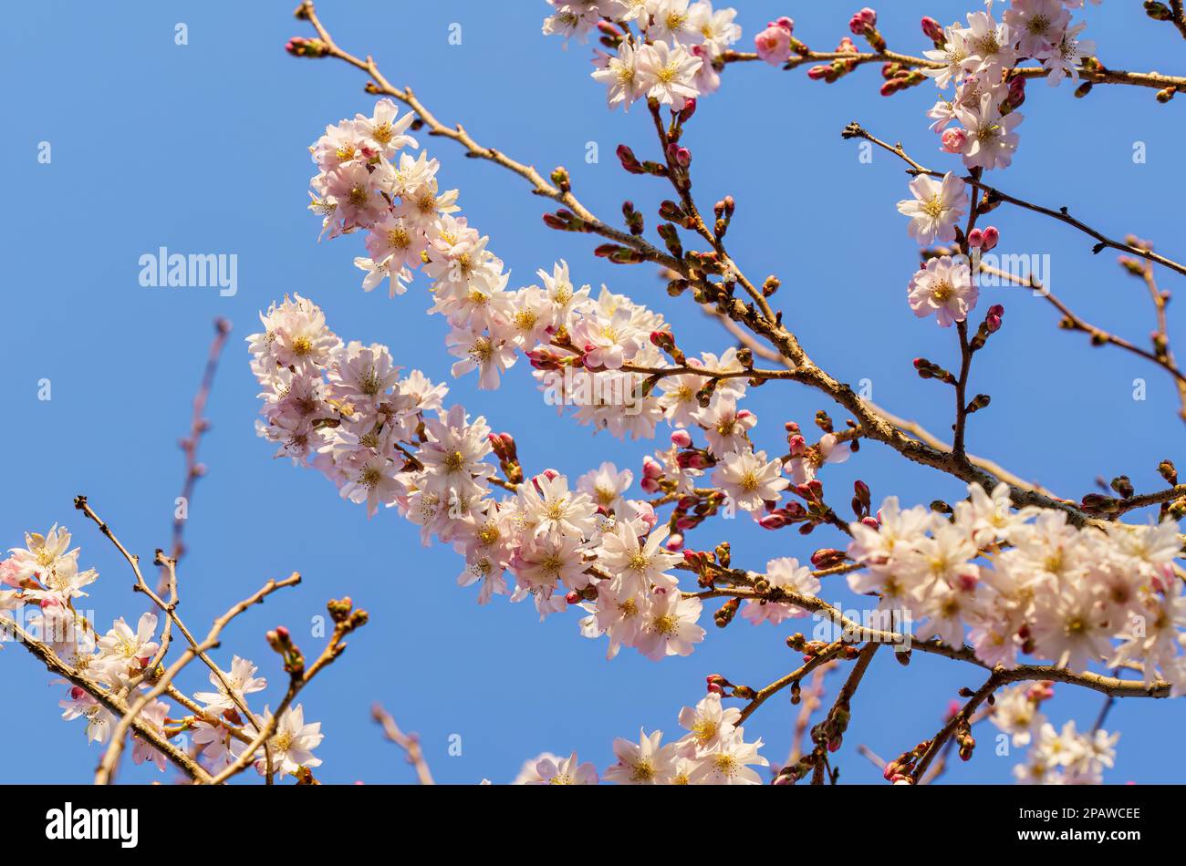 beautiful Flowers of the cherry blossoms on a spring day Stock Photo