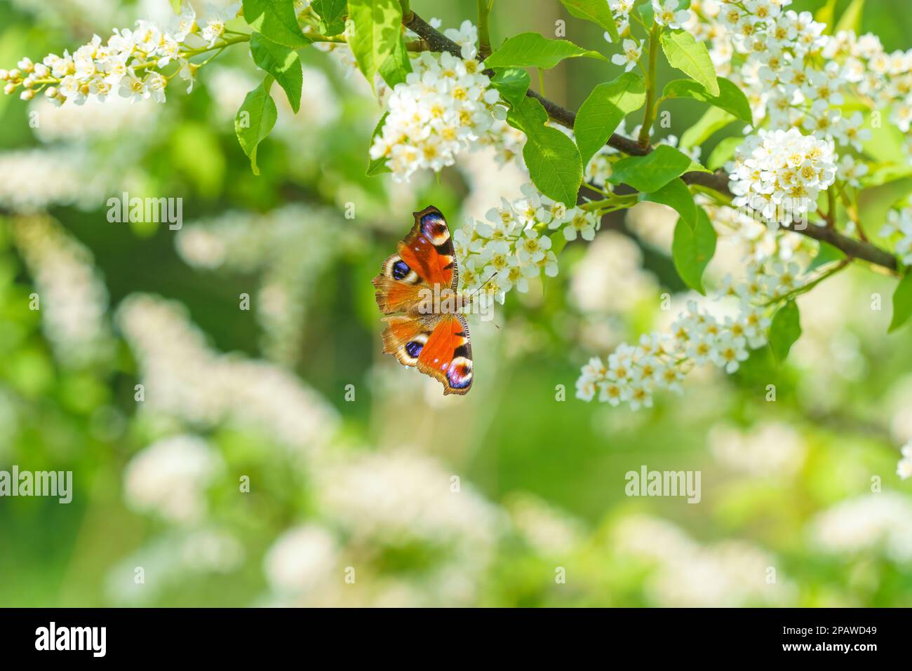 Flowers of the cherry blossoms on a spring day Stock Photo