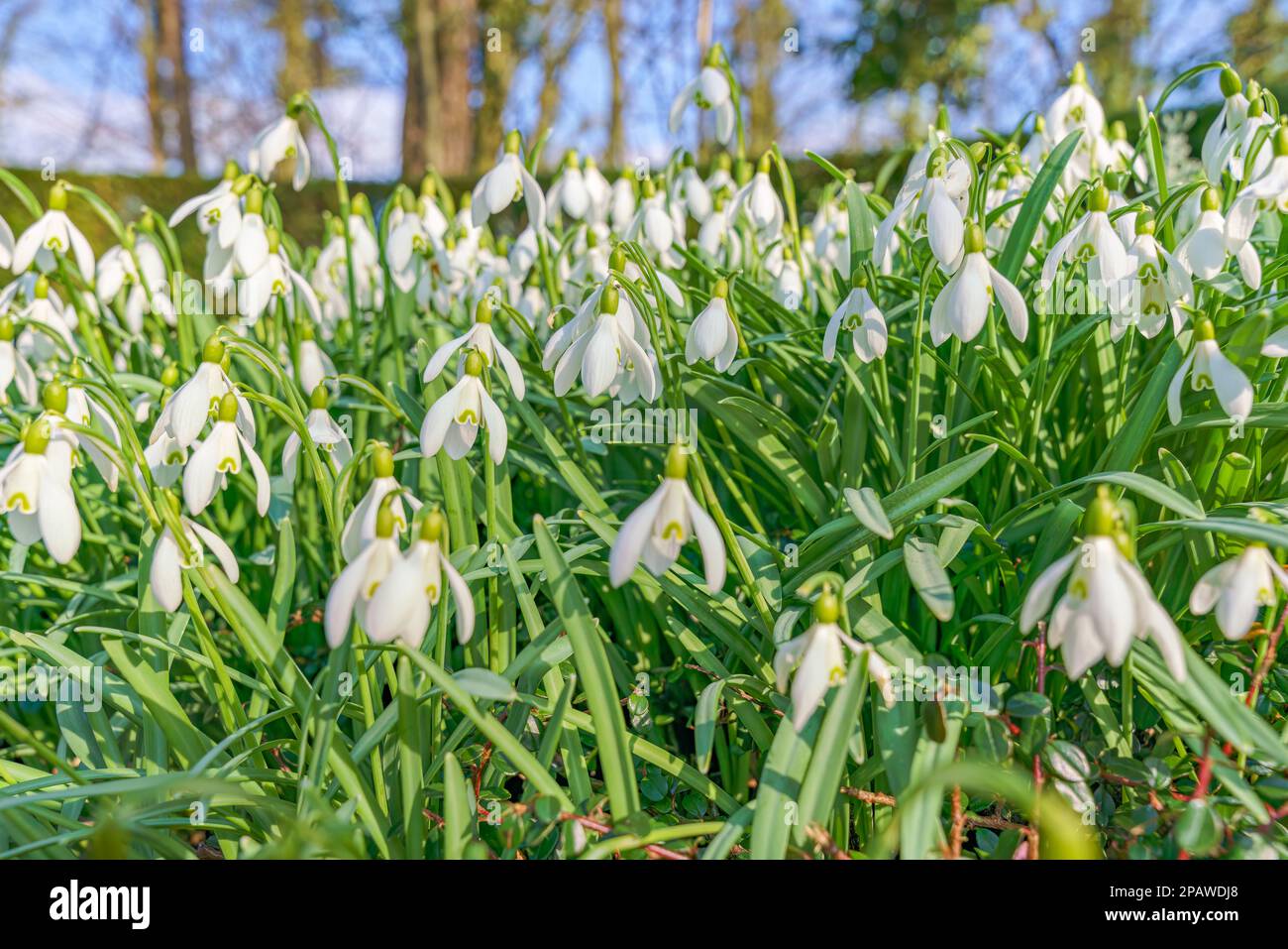 the Close up of common snowdrops in bloom. High quality photo Stock Photo