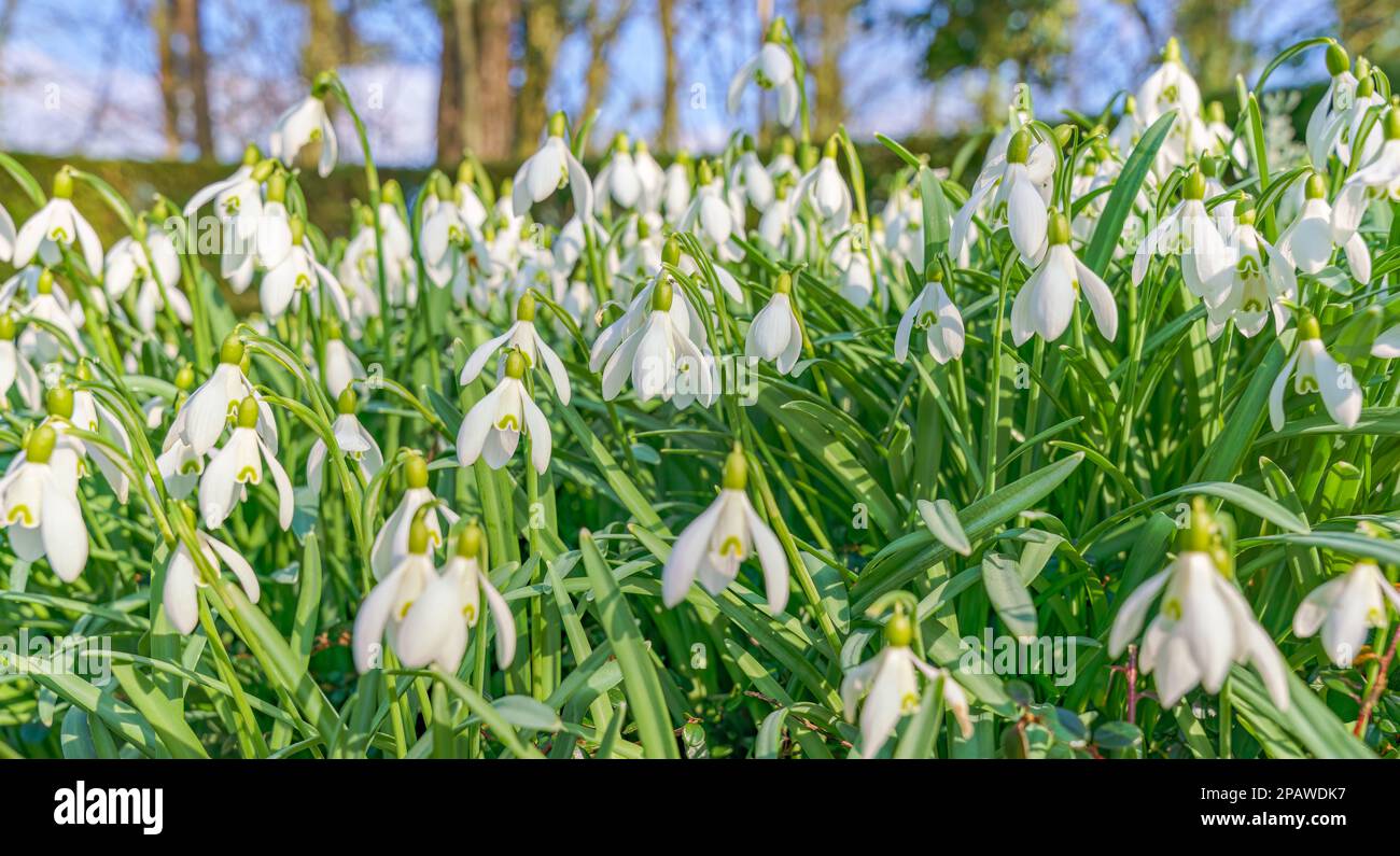the Close up of common snowdrops in bloom. High quality photo Stock Photo