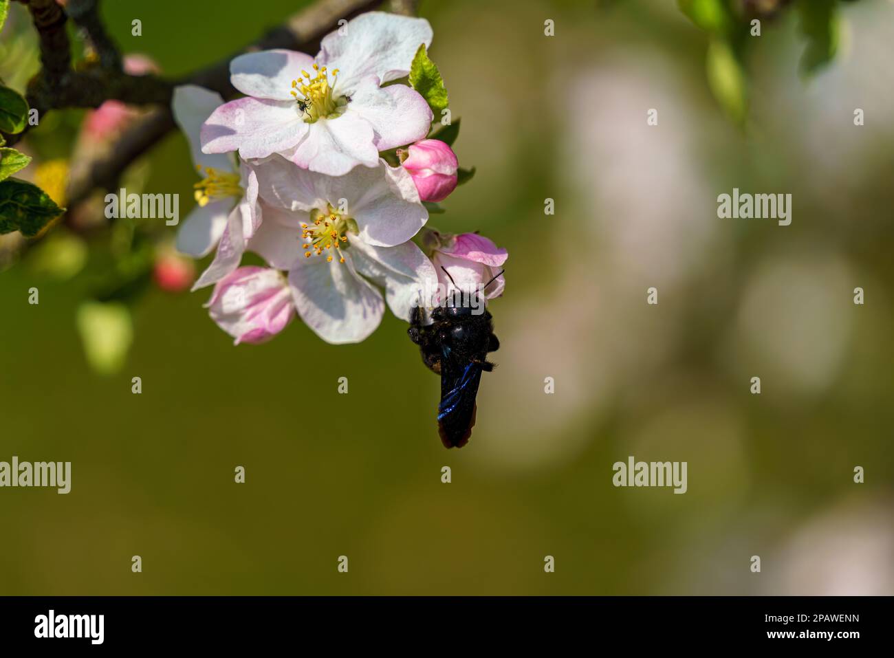 black bee detail on leafs Stock Photo