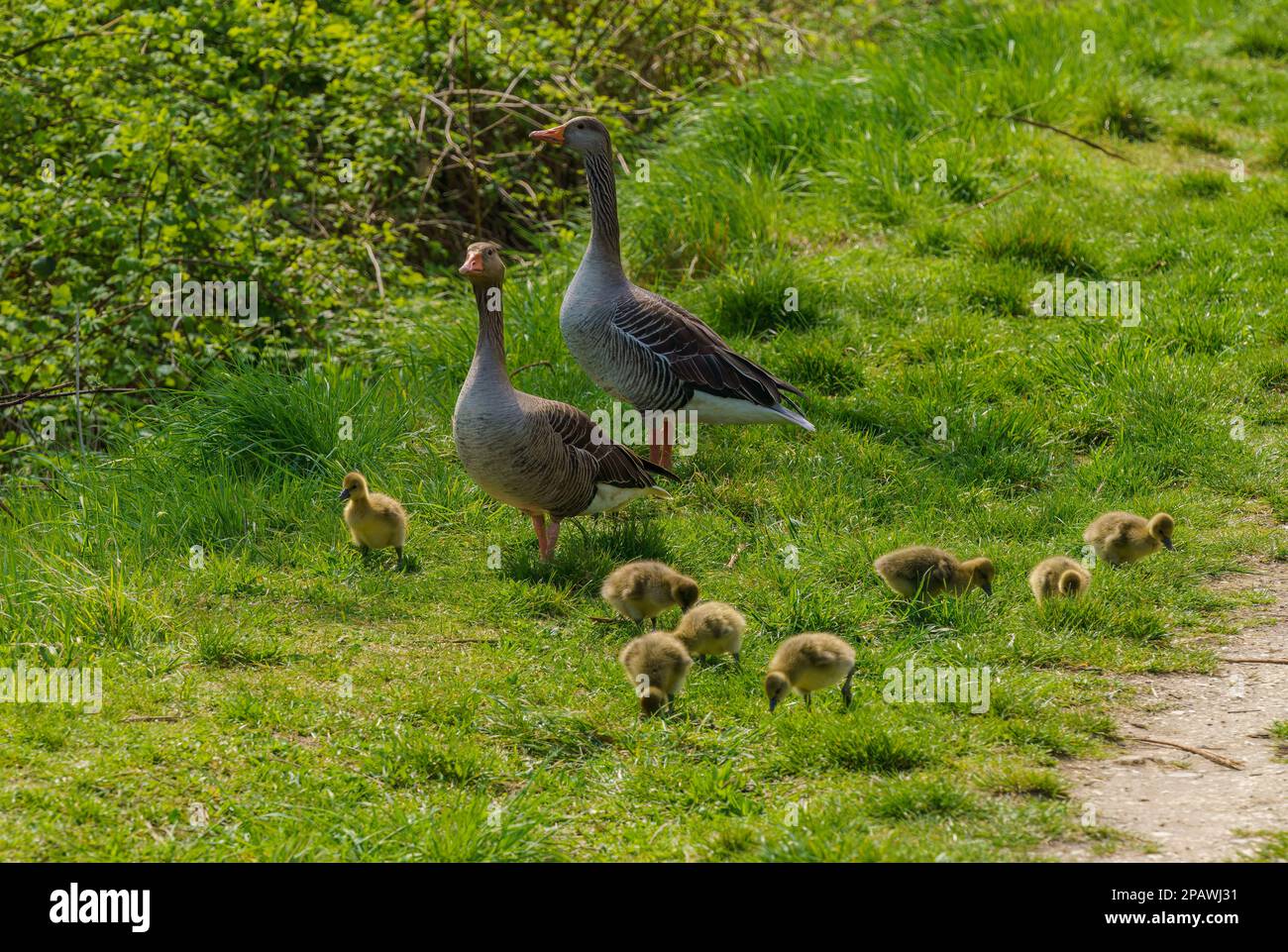 a portrait of a greylag goose Anser Anser at the morning Stock Photo