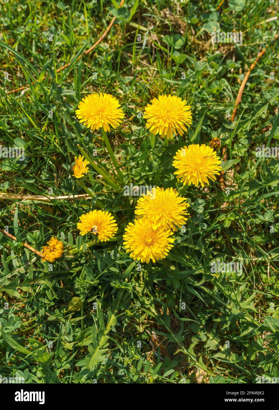 flowering dandelion plants on the median of a forest road in springtime Stock Photo