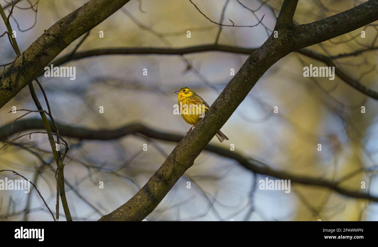 Yellowhammer Emberiza citrinella sits on a tree in the morning Stock Photo