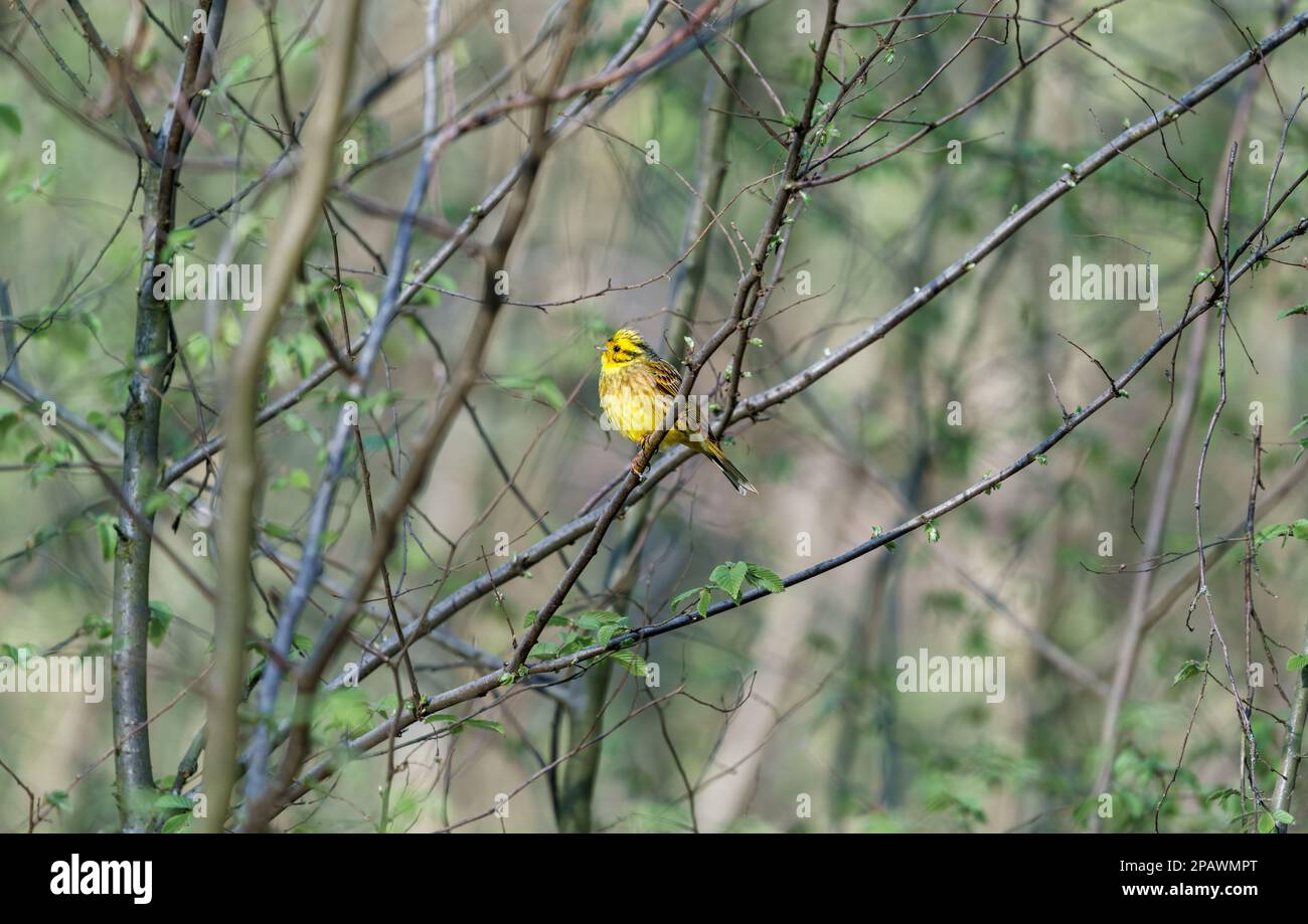 Yellowhammer Emberiza citrinella sits on a tree in the morning Stock Photo