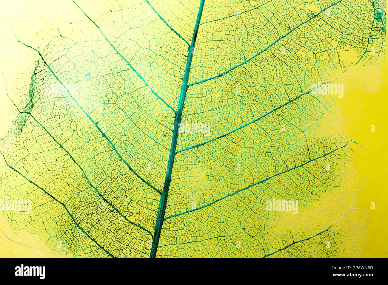 Dead leaf skeleton structure painted with green on yellow background, soft focus close up Stock Photo