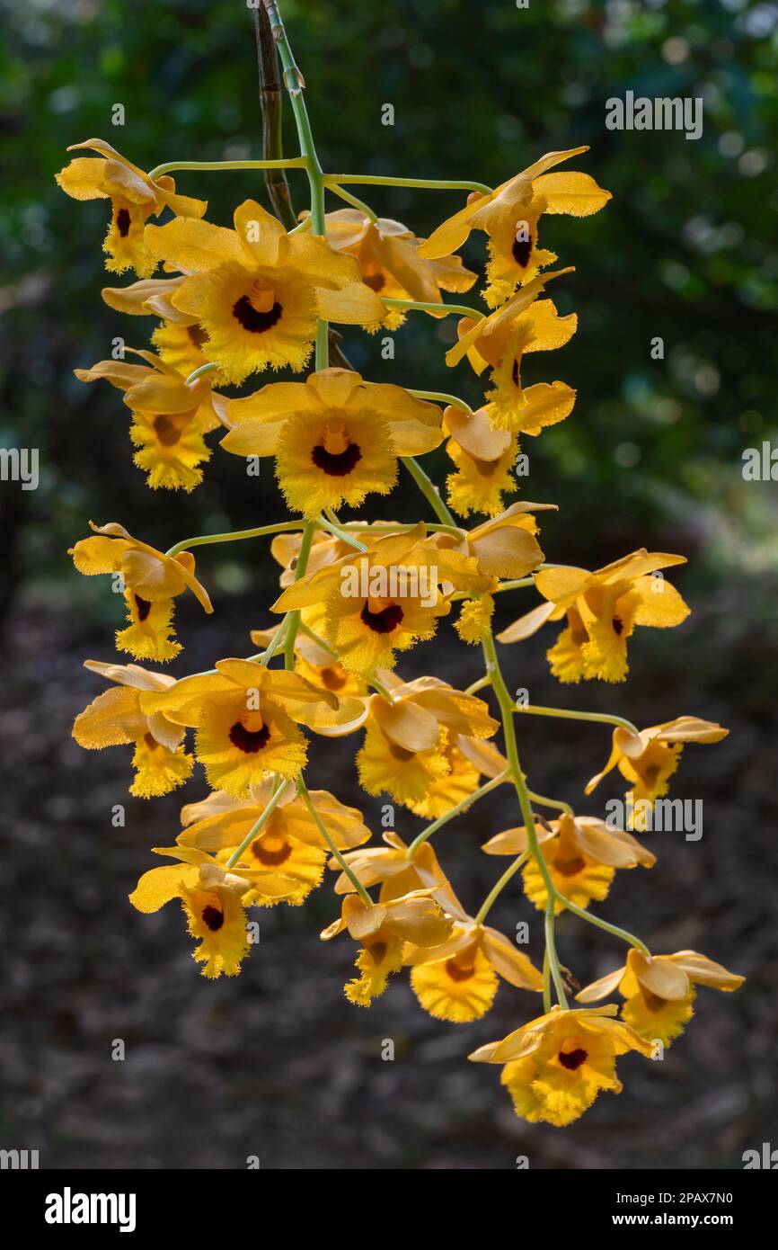 Closeup view of bright yellow and black flowers of epiphytic tropical orchid species dendrobium fimbriatum isolated outdoor on dark natural background Stock Photo