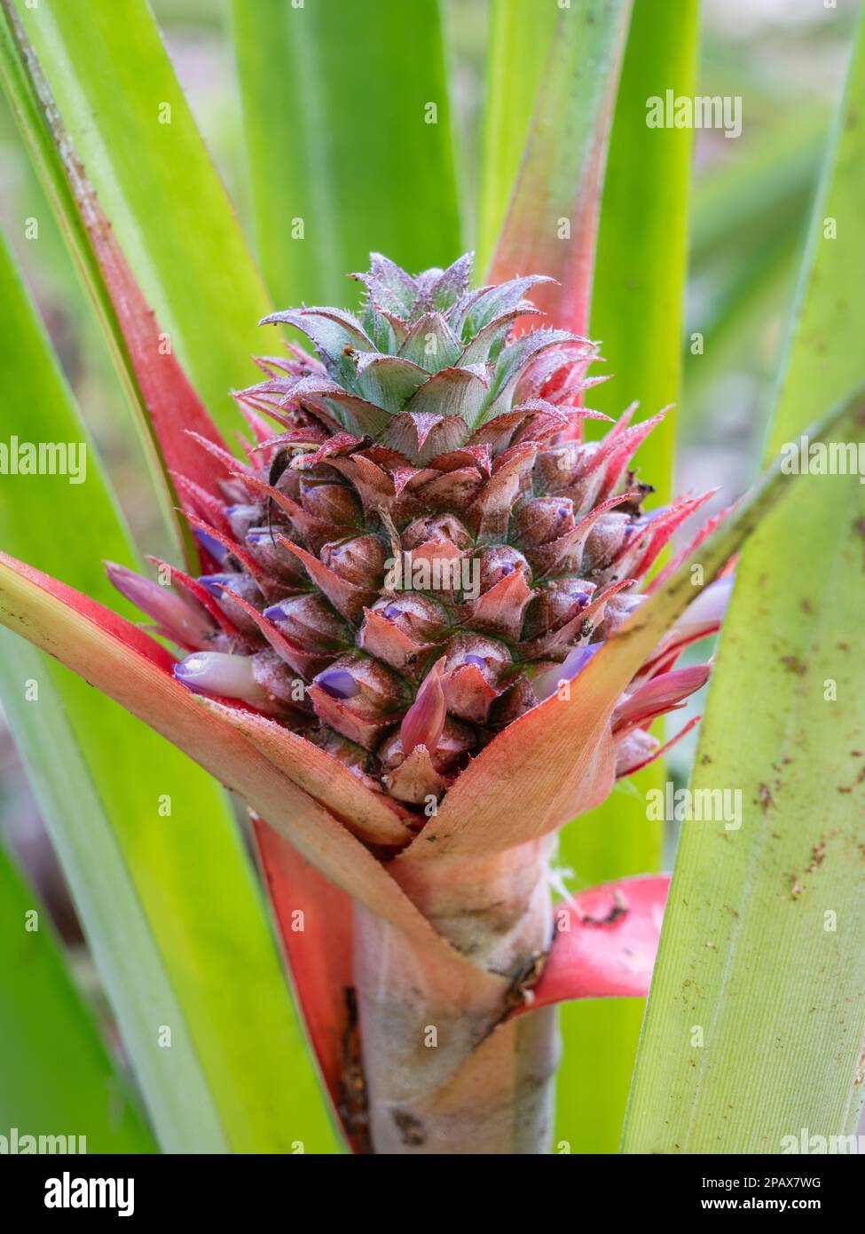 Closeup view of bright young pineapple fruit aka ananas comosus growing