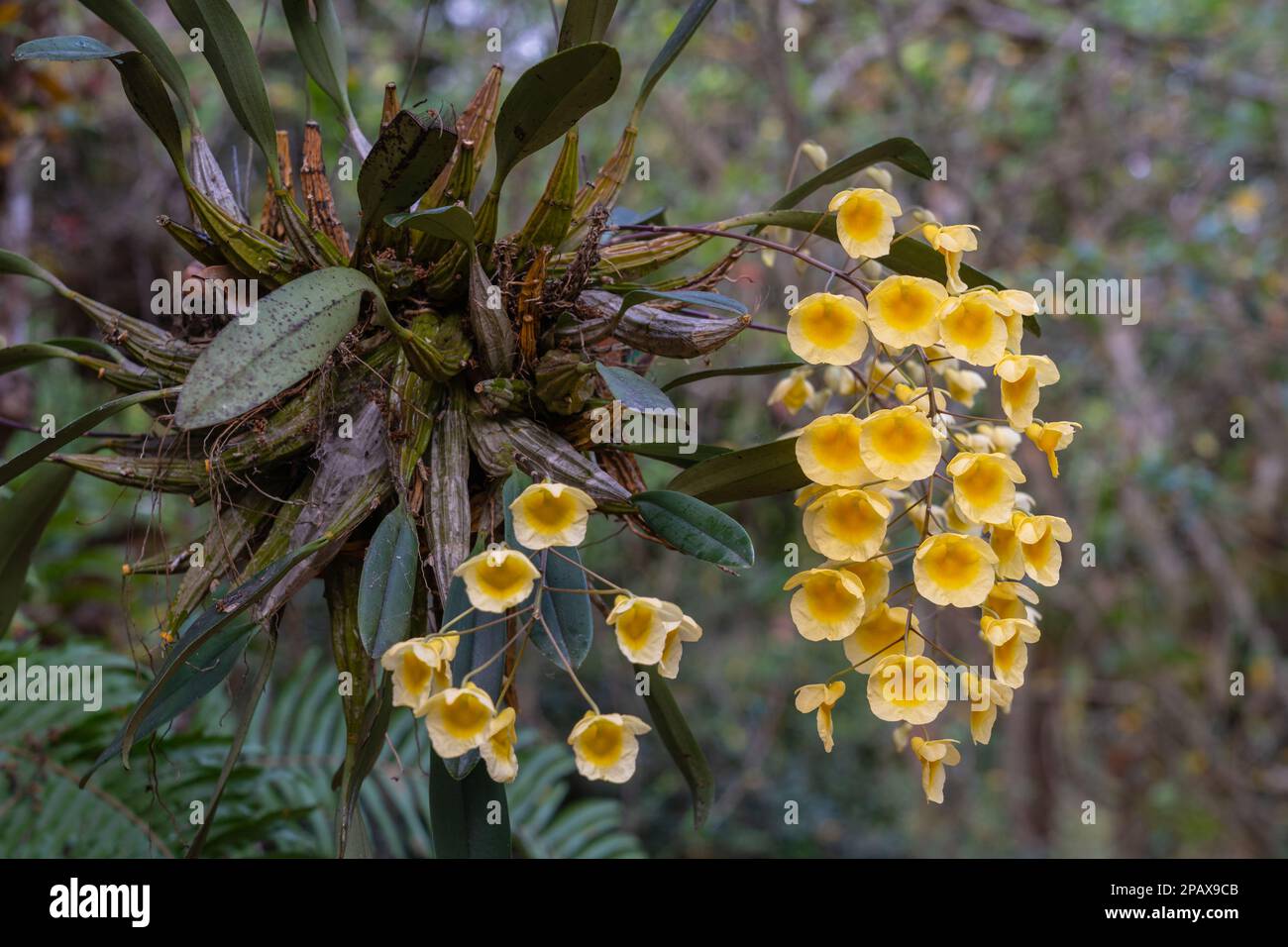 View of delicate yellow epiphytic orchid species dendrobium lindleyi or Lindley's dendrobium flowers blooming in spring on natural outdoor background Stock Photo
