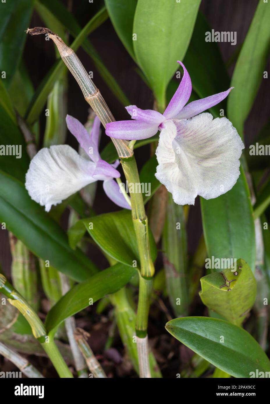 Closeup view of purple pink and creamy white flower of epiphytic orchid species dendrobium primulinum aka primrose dendrobium on dark background Stock Photo