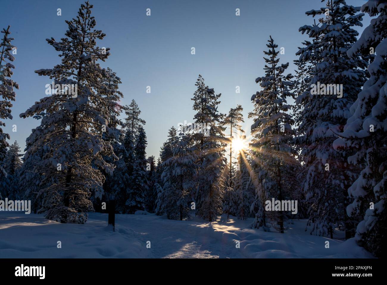 Forest Near Rovaniemi Sun in the winterly forest in Rovaniemi, Finland Stock Photo - Alamy