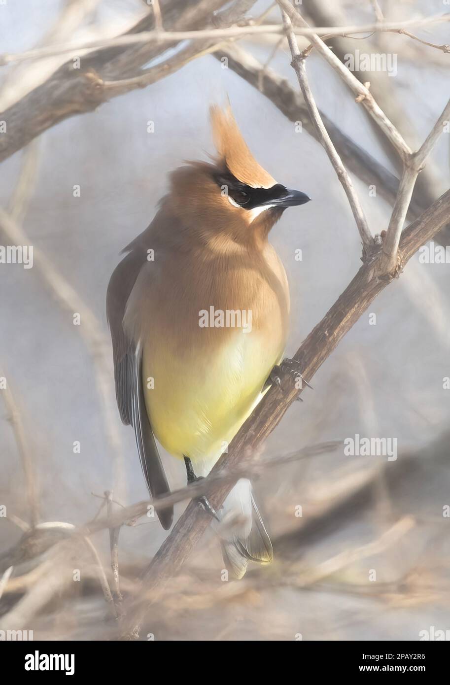 A lone Cedar Waxwing perched on a branch in a Canadian winter Stock Photo