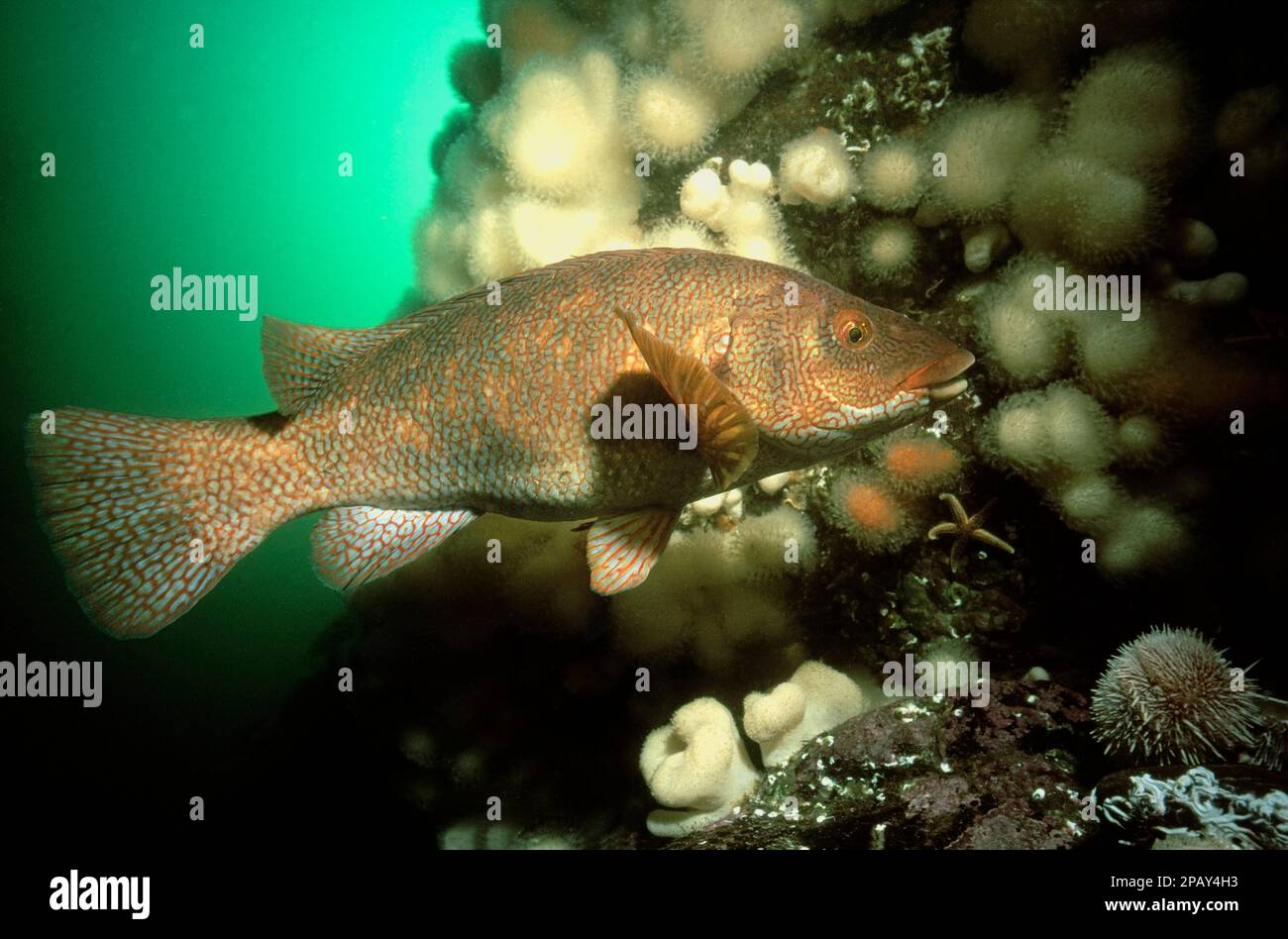 Ballan wrasse (Labrus bergylta) swimming in front of a reef covered in Dead man's fingers, UK. Stock Photo