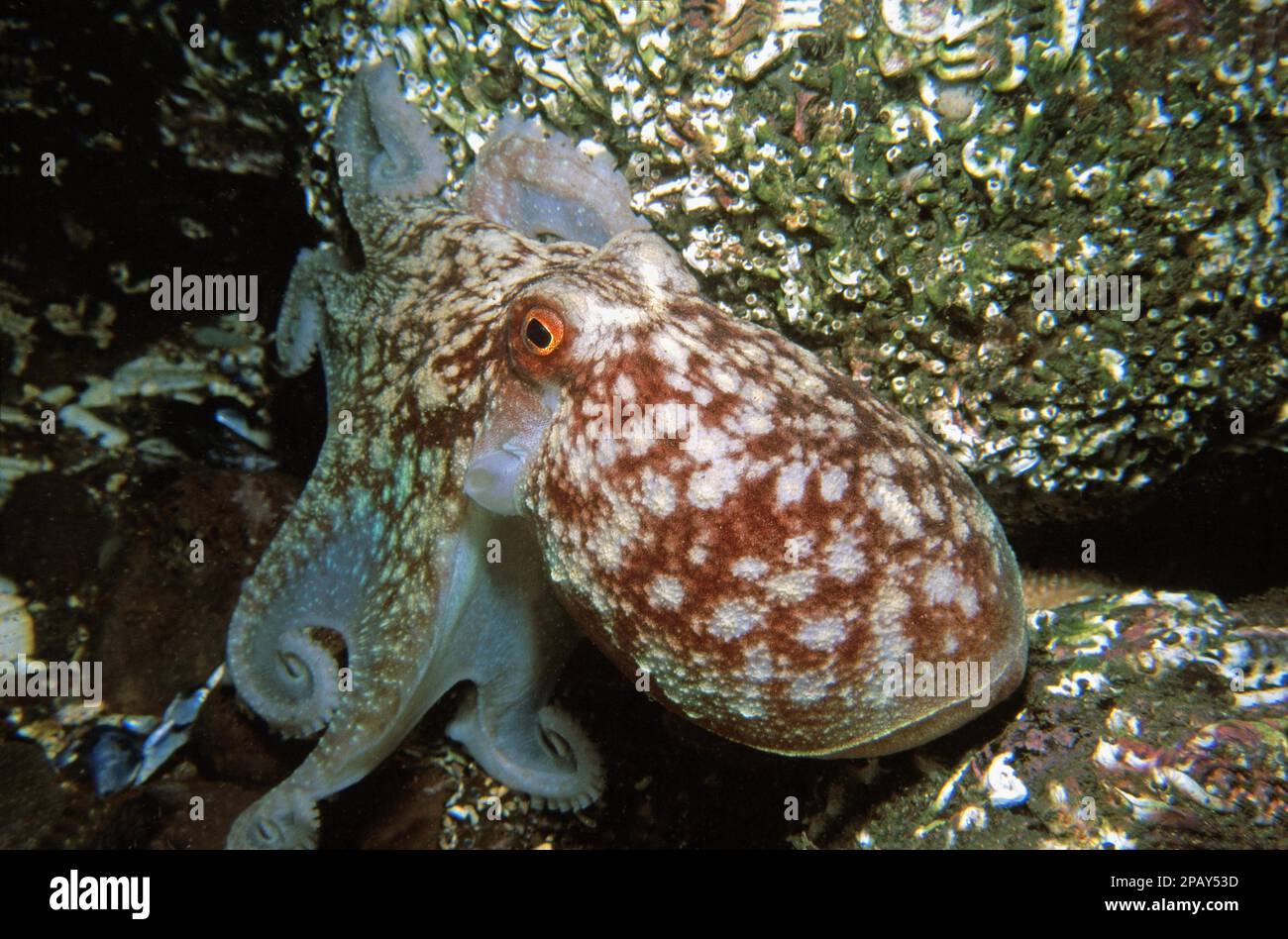 Curled octopus (Eledone cirrhosa) mimicking the white of the Keel worm (Pomatoceros triqueter) on the rock surface, UK. Stock Photo