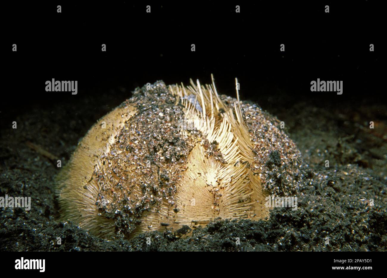Common heart urchin (Echinocardium cordatum) or sea potato on a sandy seabed, UK. Stock Photo