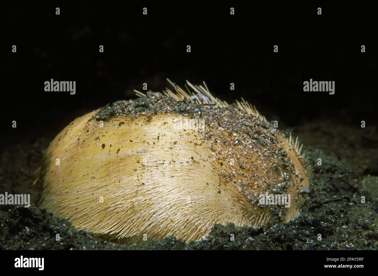 Common heart urchin (Echinocardium cordatum) or sea potato on a sandy seabed, UK. Stock Photo