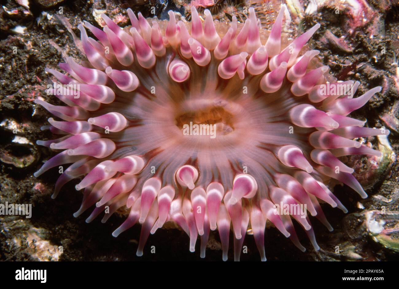 Dahlia anemone (Urticina felina) in Scottish coastal waters, UK. Stock Photo