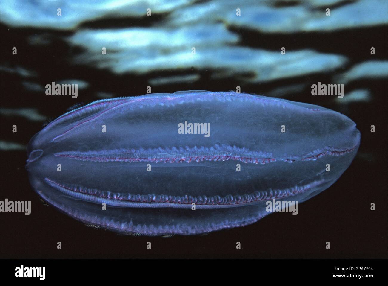 Comb jelly (Beroe cucumis) drifting near the surface, UK. Stock Photo