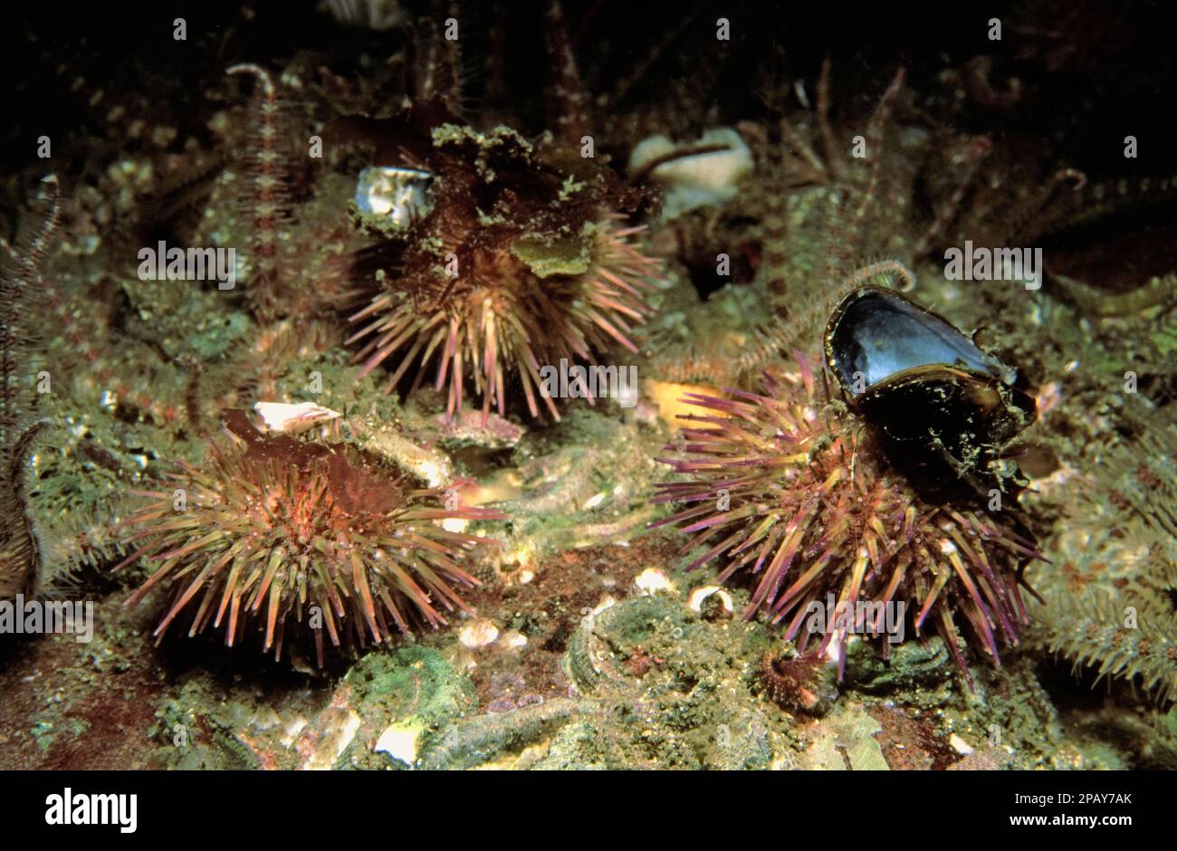 Green sea urchin (Psammechinus miliaris) three decorated with shells and seaweed, UK. Stock Photo