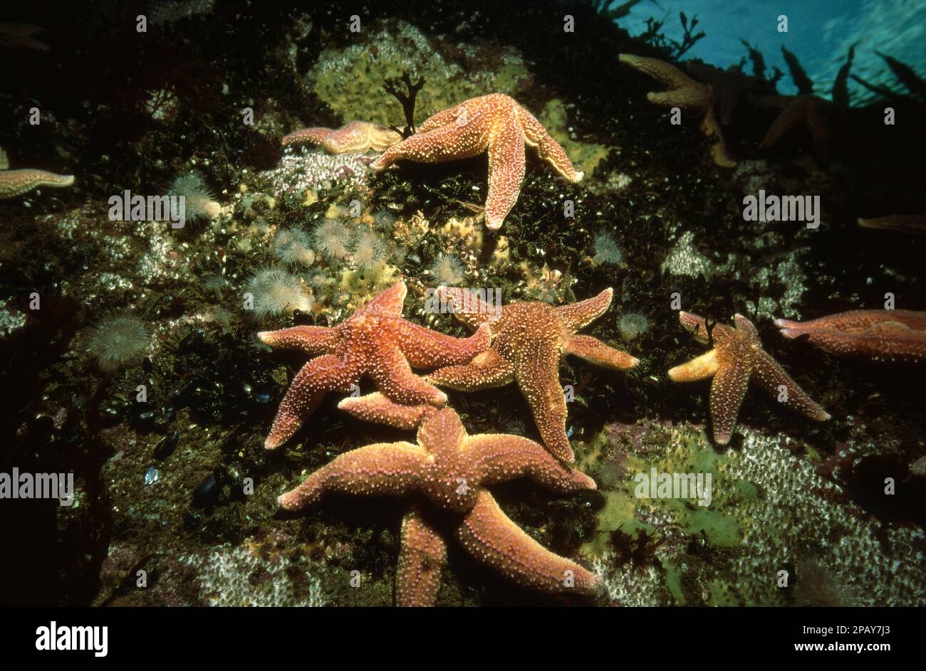 Common starfish (Asterias rubens) feeding on mussels, UK. Stock Photo