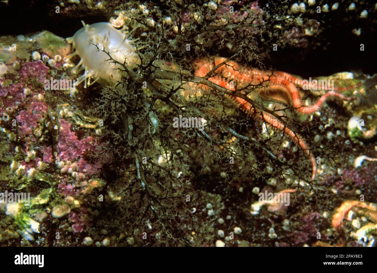 Sea gherkin (Pawsonia saxicola) with feeding tentacles extended, UK. Stock Photo
