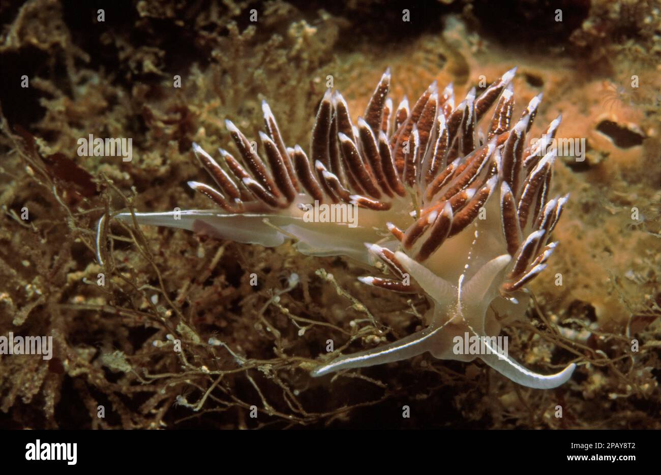 Nundibranch or sea slug (Fjordia lineata, formerly Coryphella lineata), feeding on a hydroid, UK. Stock Photo