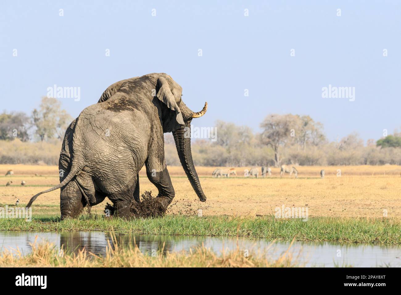 Elephant bull climbs out of river in the savannah. Behind the large