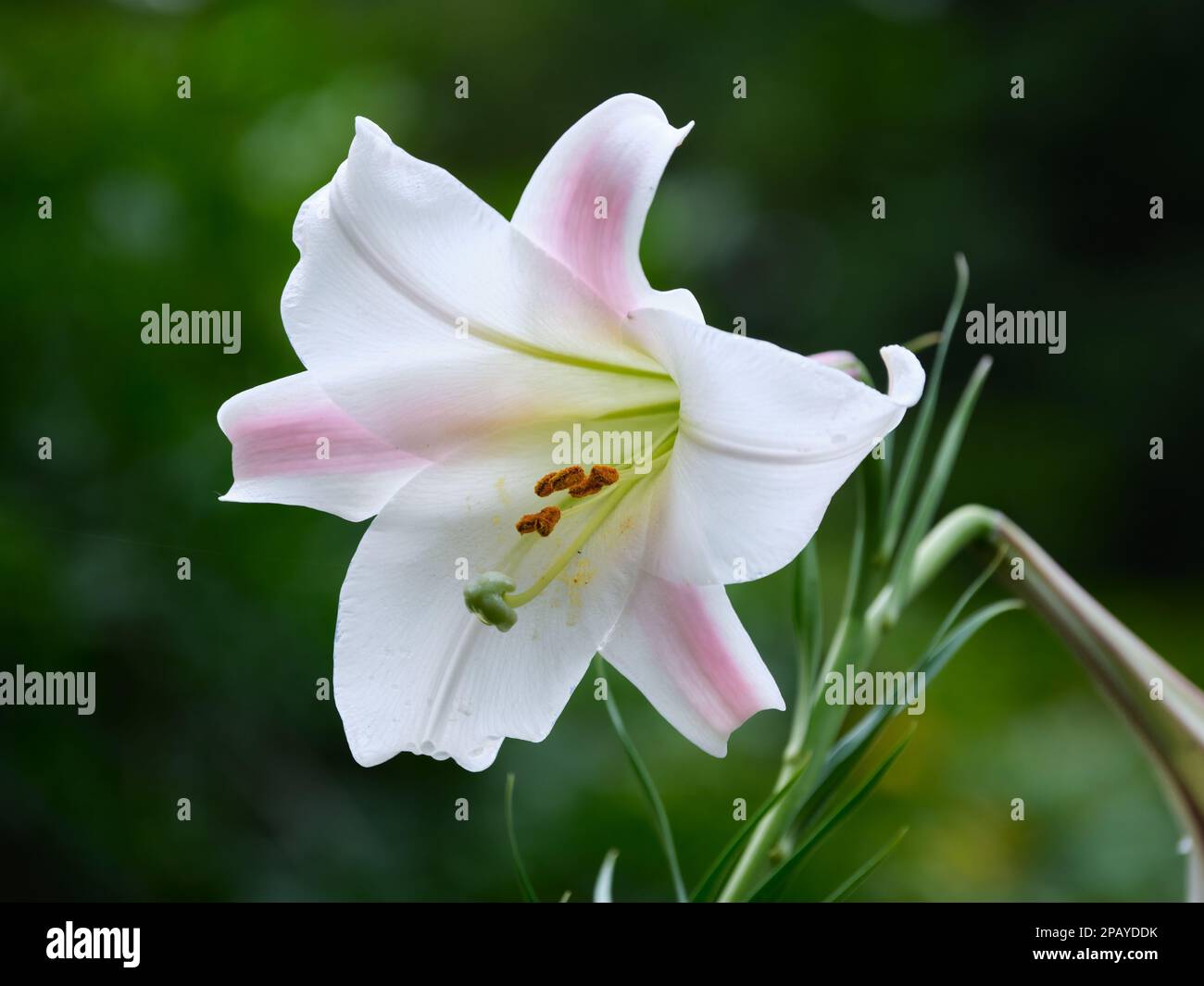 One Taiwan Lily Stock Photo