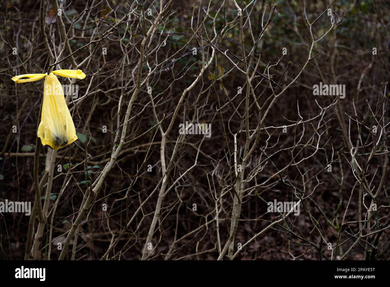 Dog poo bag in a hedge Stock Photo