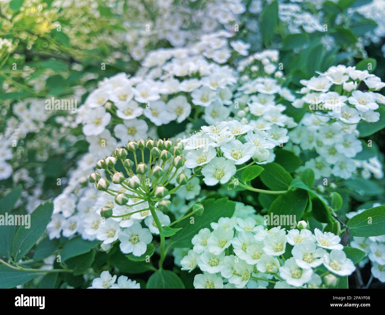 Van Houttes spiraea - Latin name - Spiraea x vanhouttei. Spring blooming shrub with many white flowers - Spirea Spiraea cantoniensis. Also known as Re Stock Photo
