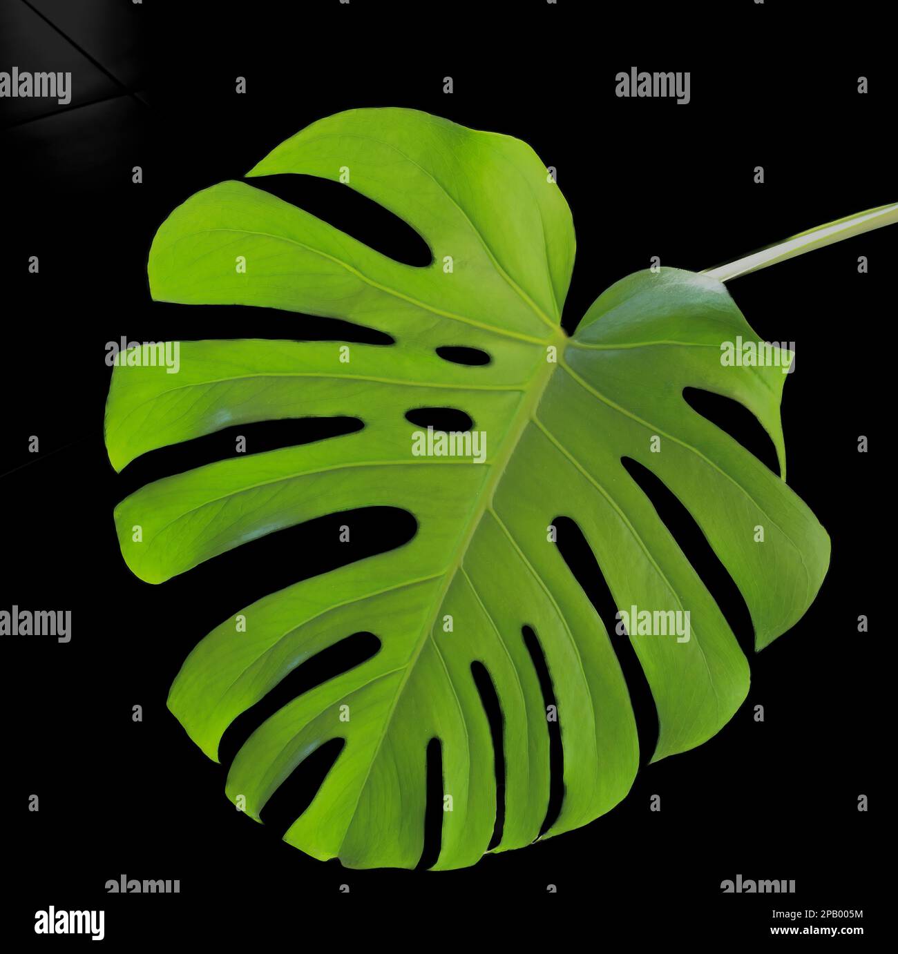 large monstera leaf, tropical, botanical nature with a dark background and waterdrop Stock Photo