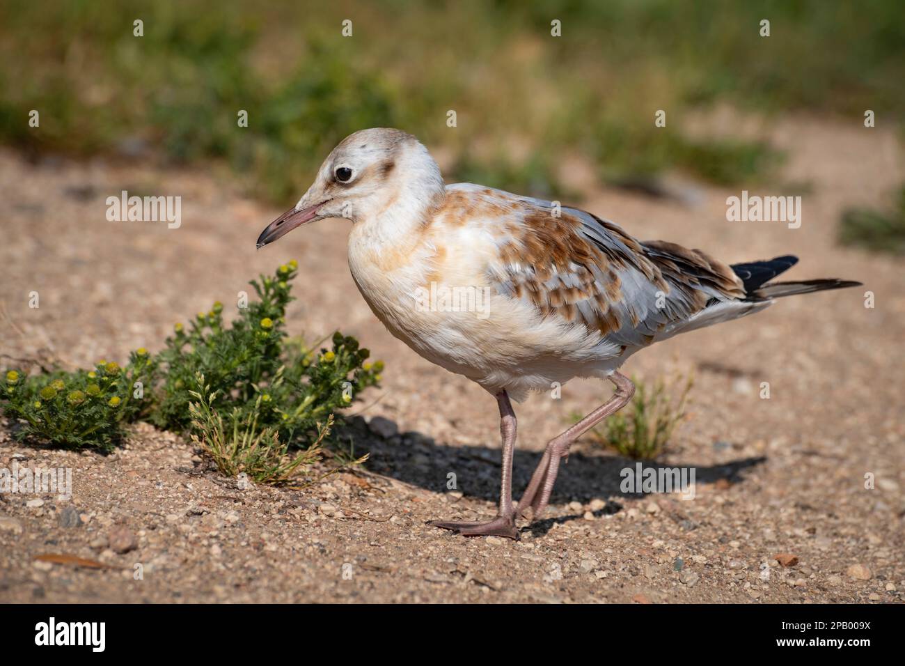 A black-headed gull chick is walking on the sand, Ostrov, Pskov region, Russia Stock Photo