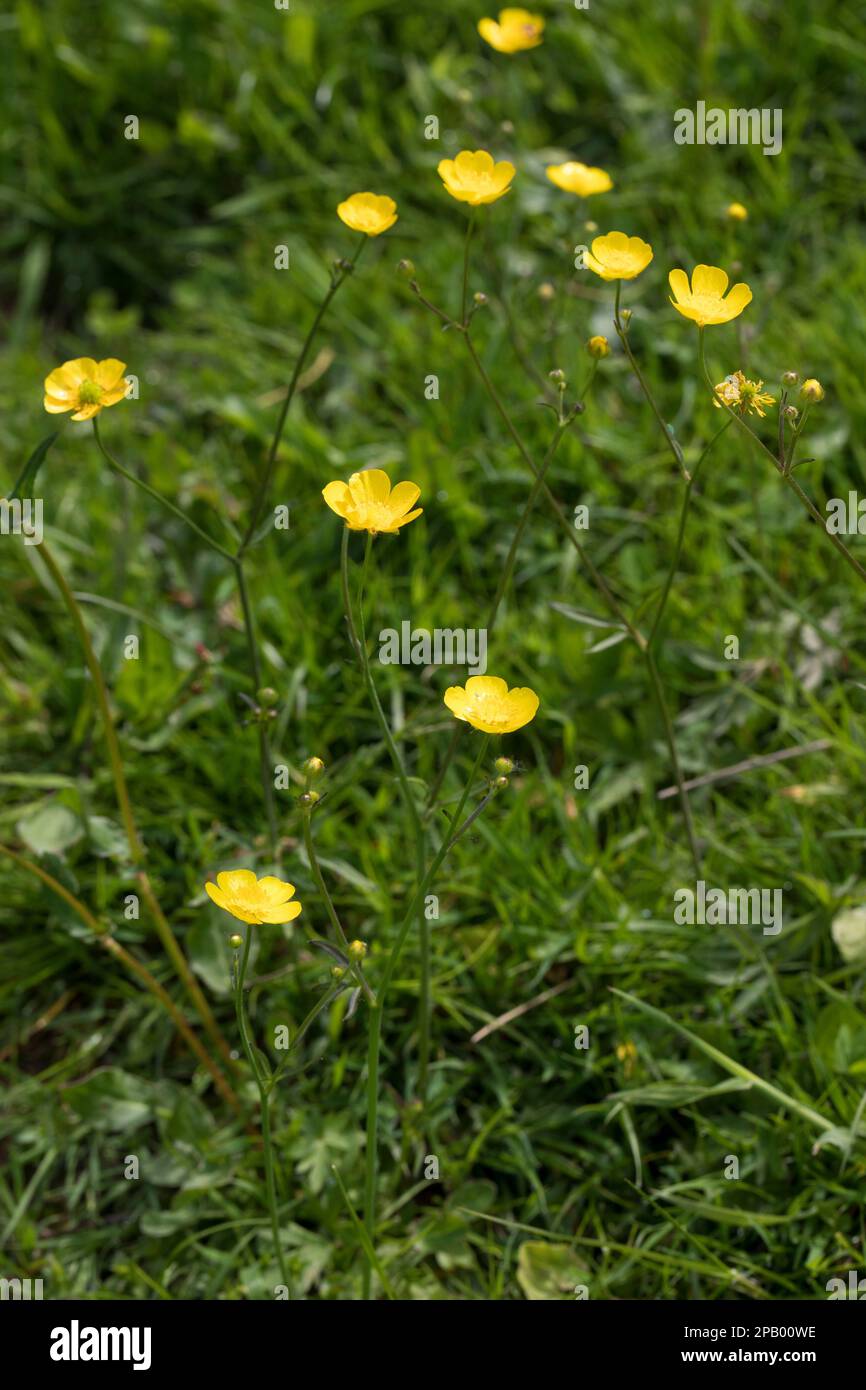 Renoncule acre hi-res stock photography and images - Alamy