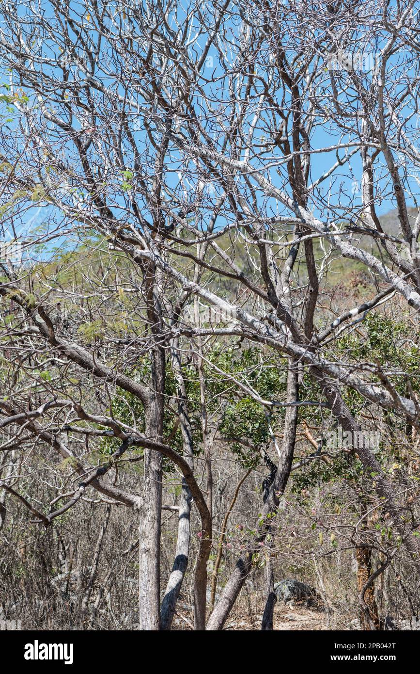 Typical Mexican Dry Thorn Forest Stock Photo Alamy