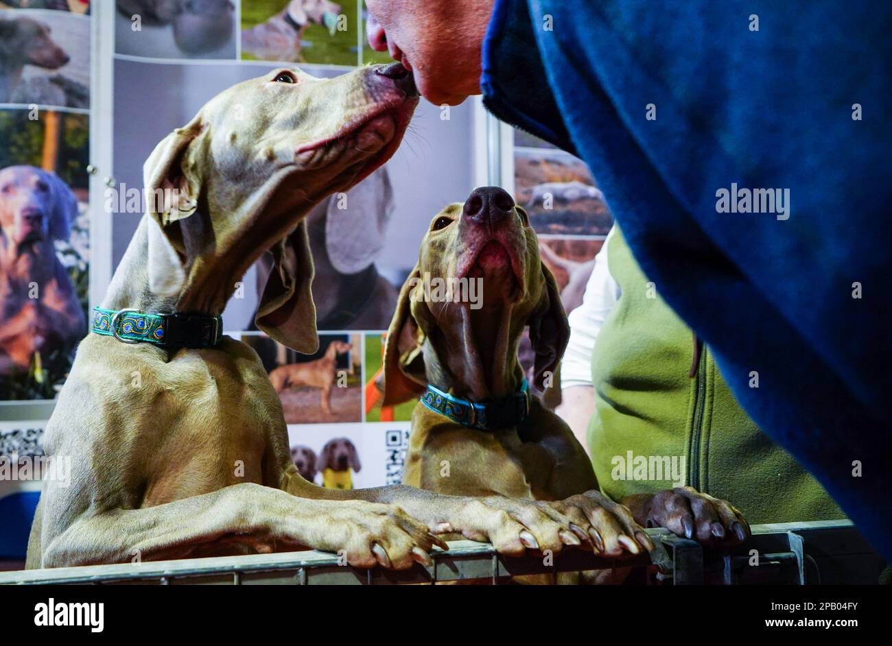 National store weimaraner day