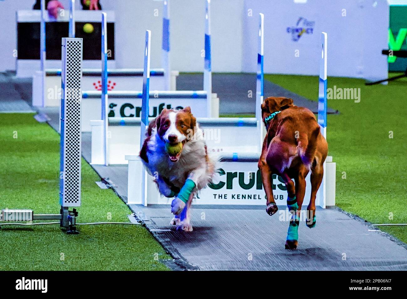 Crufts flyball sale